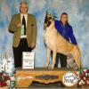 Fox (Great Dane - fawn)
2004-2012